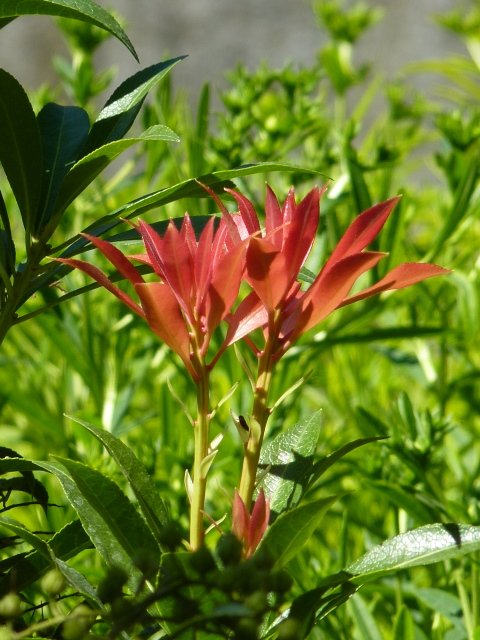 Pieris japonica jeune feuille